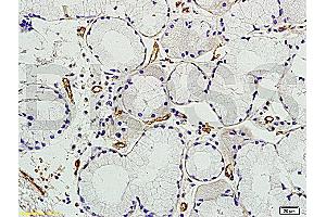 Prominin 2 antibody  (AA 301-400)