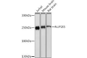 Western blot analysis of extracts of various cell lines, using NUP205 Rabbit pAb (ABIN7269040) at 1:1000 dilution.