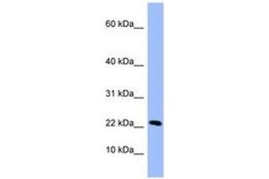 Image no. 1 for anti-Peptidyl Prolyl Cis/Trans Isomerase NIMA Interacting 4 Protein (PIN4) (C-Term) antibody (ABIN6741813) (PIN4 antibody  (C-Term))