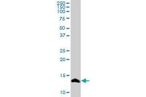 SAA4 MaxPab rabbit polyclonal antibody. (SAA4 antibody  (AA 1-130))