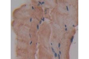 IHC-P analysis of Mouse Tissue, with DAB staining. (MSTN antibody  (AA 268-376))