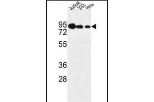 NOL9 Antibody (C-term) (ABIN1881582 and ABIN2843122) western blot analysis in Jurkat,293,Hela cell line lysates (35 μg/lane).