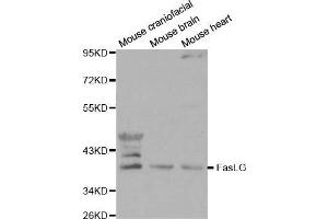 Western Blotting (WB) image for anti-Fas Ligand (TNF Superfamily, Member 6) (FASL) (AA 100-200) antibody (ABIN6213701) (FASL antibody  (AA 100-200))