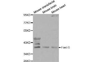 FASL antibody  (AA 100-200)