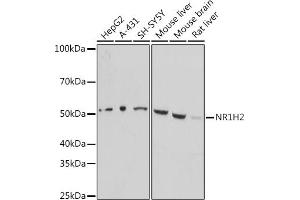 Western blot analysis of extracts of various cell lines, using NR1H2 antibody (ABIN7269011) at 1:1000 dilution. (NR1H2 antibody  (AA 150-250))