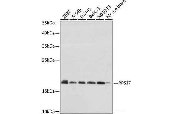 RPS17 抗体