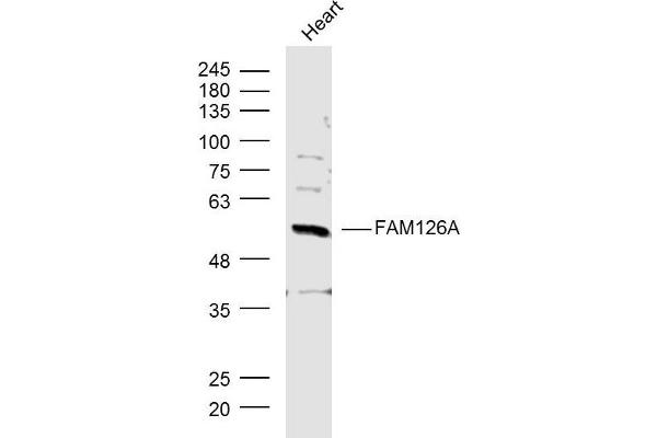 FAM126A antibody  (AA 1-100)