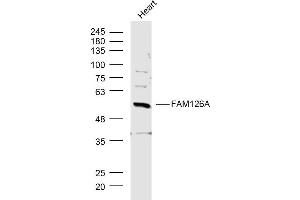 Mouse Heart lysates probed with FAM126A Polyclonal Antibody, Unconjugated  at 1:300 dilution and 4˚C overnight incubation.