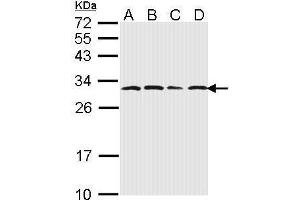 WB Image Sample (30 ug of whole cell lysate) A: 293T B: A431 , C: H1299 D: Hela 12% SDS PAGE antibody diluted at 1:1000 (PSMA6 antibody  (Center))