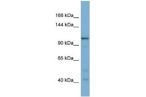 WB Suggested Anti-COPG2 Antibody Titration: 0. (COPG2 antibody  (N-Term))