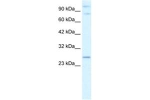 Western Blotting (WB) image for anti-Polycomb Group Ring Finger 3 (PCGF3) antibody (ABIN2460943) (PCGF3 antibody)