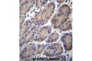 CTTNBP2NL Antibody (N-term) immunohistochemistry analysis in formalin fixed and paraffin embedded human stomach tissue followed by peroxidase conjugation of the secondary antibody and DAB staining. (CTTNBP2NL antibody  (N-Term))