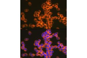 Immunofluorescence (IF) image for anti-CD82 (CD82) antibody (ABIN7266222)