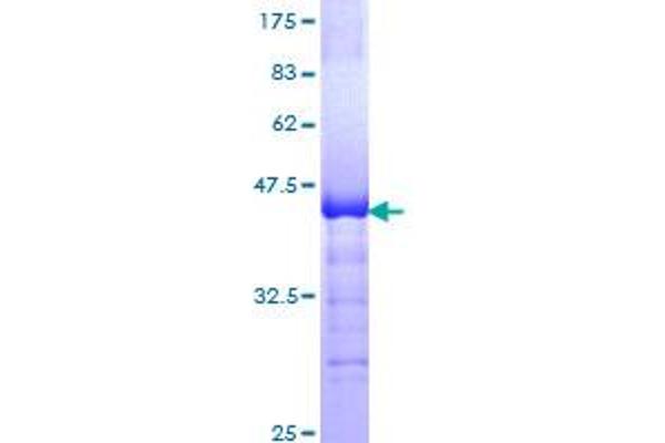 GLI3 Protein (AA 1-110) (GST tag)