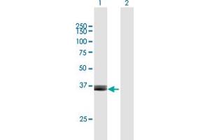 Western Blot analysis of ARG2 expression in transfected 293T cell line by ARG2 MaxPab polyclonal antibody.