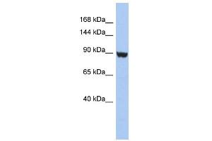 WB Suggested Anti-KCNH6 Antibody Titration:  0. (KCNH6 antibody  (Middle Region))