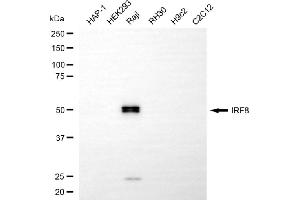 Western blotting analysis using IRF8 antibody (ABIN7799089).