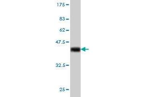 Western Blot detection against Immunogen (37. (IRF1 antibody  (AA 216-325))