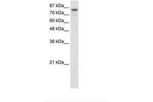 Image no. 1 for anti-Helicase-Like Transcription Factor (HLTF) (N-Term) antibody (ABIN307426) (HLTF antibody  (N-Term))