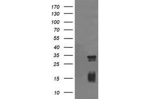 Image no. 1 for anti-Tripartite Motif Containing 38 (TRIM38) (AA 1-265) antibody (ABIN1490687) (TRIM38 antibody  (AA 1-265))