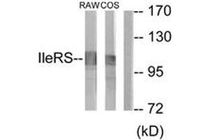 Western blot analysis of extracts from RAW264. (IARS2 antibody  (AA 71-120))