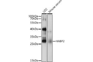 Western blot analysis of extracts of various cell lines, using H antibody (ABIN6129030, ABIN6141583, ABIN6141584 and ABIN6222656) at 1:1000 dilution.
