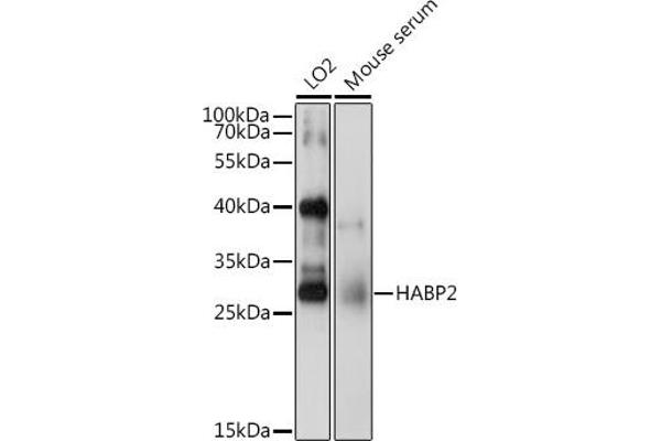 HABP2 Antikörper  (AA 24-313)
