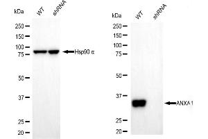 Western blotting analysis using annexin A1 antibody (ABIN7797614).