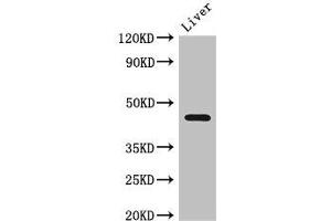 Western Blot Positive WB detected in: Mouse liver tissue All lanes: NGFR antibody at 2. (NGFR antibody  (AA 277-391))