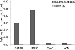 Chromatin immunoprecipitation analysis extracts of 293 cell line, using Trimethyl-Histone H3-K4 antibody (ABIN5969804) and rabbit IgG. (Histone 3 antibody  (H3K4me3))