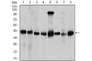 Western Blotting (WB) image for anti-Protein Phosphatase, Mg2+/Mn2+ Dependent, 1A (PPM1A) (AA 202-382) antibody (ABIN1845590) (PPM1A antibody  (AA 202-382))