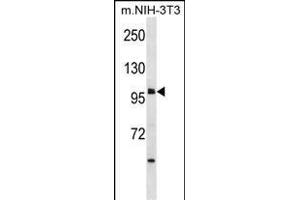 USH1C Antibody (N-term) (ABIN1881984 and ABIN2838647) western blot analysis in mouse NIH-3T3 cell line lysates (35 μg/lane). (USH1C antibody  (N-Term))
