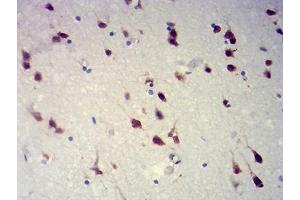 Immunohistochemical analysis of paraffin-embedded brain tissues using RBFOX2 mouse mAb with DAB staining. (RBM9 antibody  (AA 1-145))