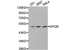 Western Blotting (WB) image for anti-Erythropoietin Receptor (EPOR) antibody (ABIN1872561) (EPOR antibody)