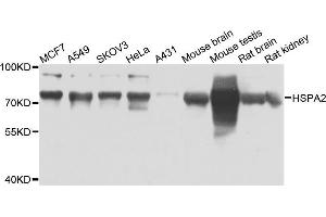 Western blot analysis of extracts of various cell lines, using HSPA2 antibody (ABIN5975666) at 1/1000 dilution. (HSPA2 antibody)