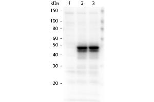 Western Blotting (WB) image for anti-HAUS Augmin-Like Complex, Subunit 8 (HAUS8) (Ser70) antibody (ABIN1043902) (NYS48/HAUS8 antibody  (Ser70))