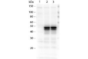 Western Blotting (WB) image for anti-HAUS Augmin-Like Complex, Subunit 8 (HAUS8) (Internal Region) antibody (ABIN1043903)