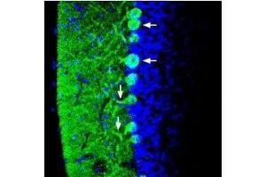 Expression of Synapsin-1 in mouse cerebellum - Immunohistochemical staining of perfusion-fixed frozen mouse brain sections using Anti-Synapsin I (SYN1) Antibody (ABIN7043786, ABIN7044658 and ABIN7044659), (1:400), followed by anti-rabbit-Alexa-488 antibody. (SYN1 antibody  (Intracellular))