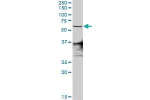 ZNF496 MaxPab rabbit polyclonal antibody.