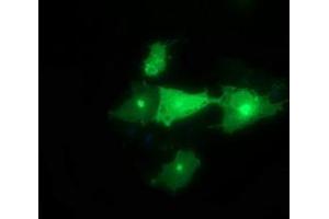 Image no. 1 for anti-Synaptotagmin IV (SYT4) antibody (ABIN1501275) (SYT4 antibody)