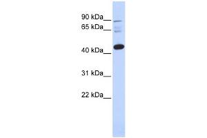WB Suggested Anti-DPF3 Antibody Titration:  0.