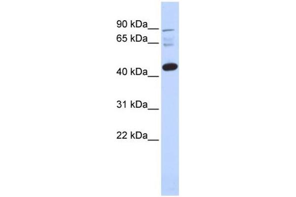 DPF3 Antikörper  (N-Term)