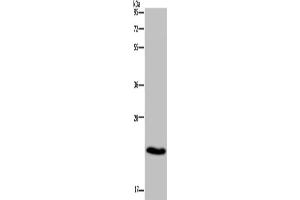 Western Blotting (WB) image for anti-CKLF-Like MARVEL Transmembrane Domain Containing 5 (CMTM5) antibody (ABIN2431399)