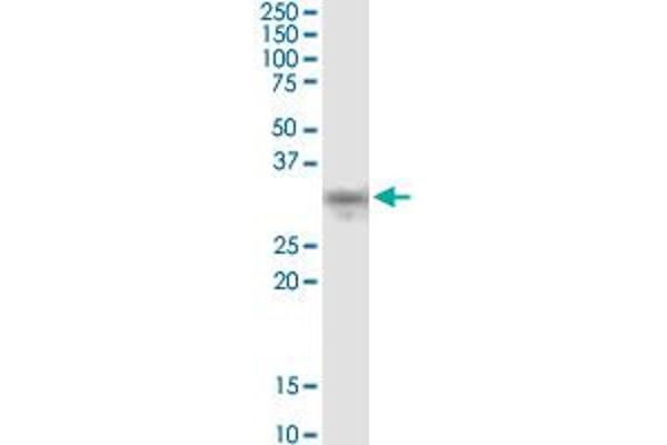NDFIP2 antibody  (AA 1-242)