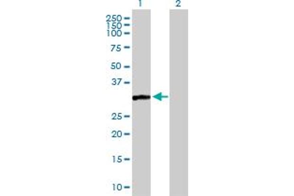 CAPZA3 antibody  (AA 1-299)