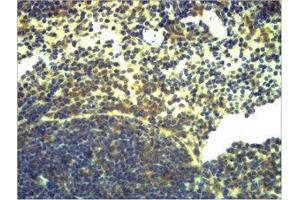 Immunohistochemical analysis of paraffin-embedded Mouse Spleen Tissue using TLR2 Polyclonal Antibody.