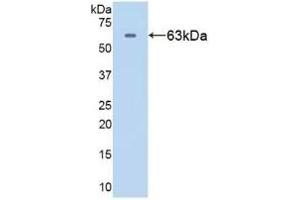 Detection of Recombinant HSPD1, Human using Polyclonal Antibody to Heat Shock Protein 60 (Hsp60) (HSPD1 antibody  (AA 1-573))