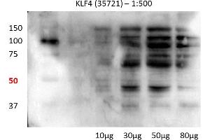 Human lung cell line (KLF4 antibody  (N-Term))