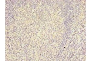 Immunohistochemistry of paraffin-embedded human tonsil tissue using ABIN7167042 at dilution of 1:100 (RTDR1 antibody  (AA 1-230))