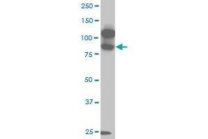 KSR2 antibody  (AA 411-500)